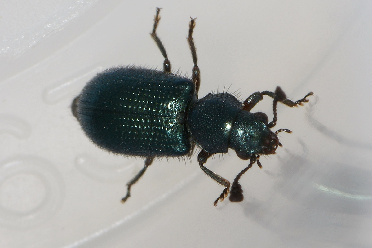 Necrobia violacea, Cleridae